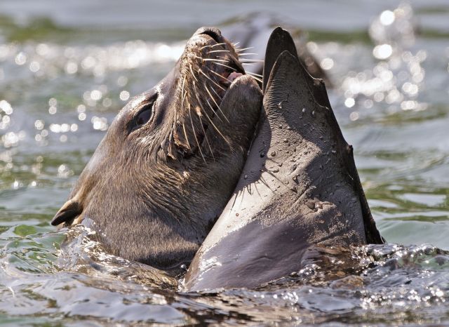 Υπάλληλος ζωολογικού κήπου έριξε μπουνιά σε φώκια