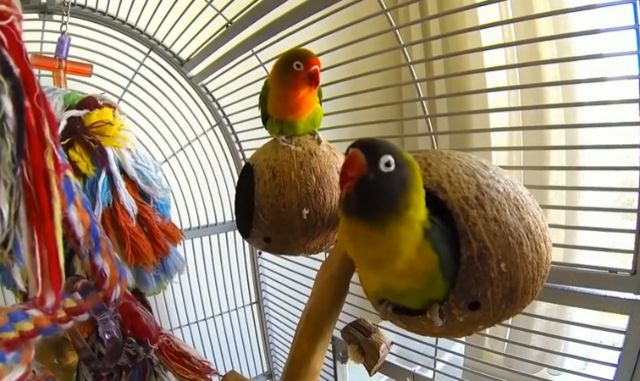 Παπαγάλος της αγάπης χορεύει ξέφρενα ακούγοντας πόλκα