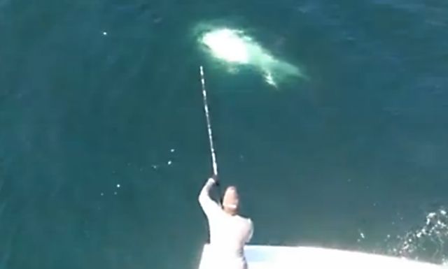 Την ψαριά της ζωής τους έκαναν τρεις αμερικανοί, με ένα τόνο 417 κιλών