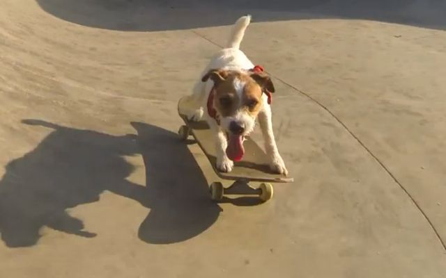 Σκύλος αυθεντία στο σκέιτμπορντ σαρώνει την πίστα