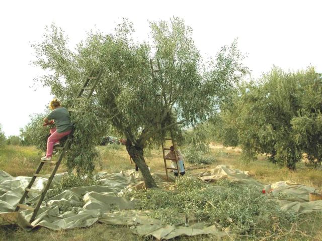 Στο σφυρί από την ΕΡΓΟΣΕ 17.500 ελαιόδεντρα στην Πελοπόννησο