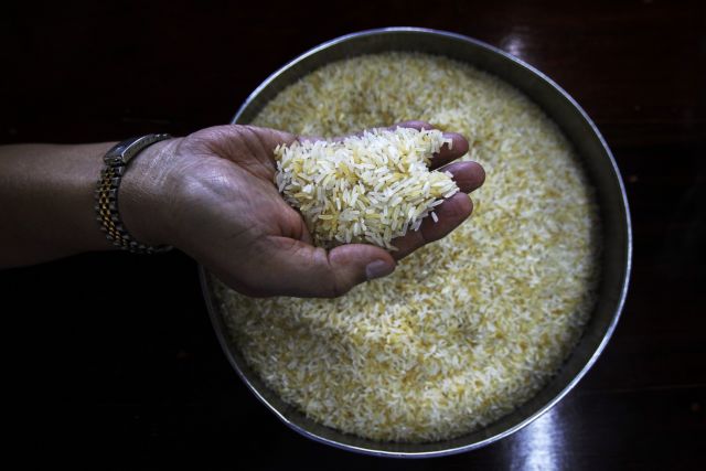 Γενετικά τροποποιημένο ρύζι προστατεύει από φονικό ιό