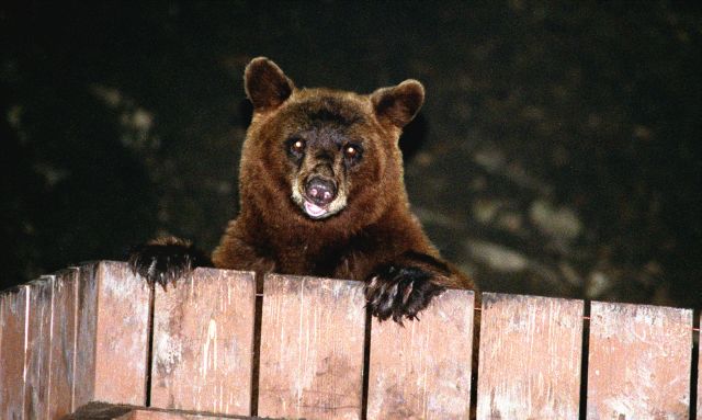 Προτίμηση στο κινέζικο φαί είχε αρκούδα που μπήκε νύχτα σε σπίτι