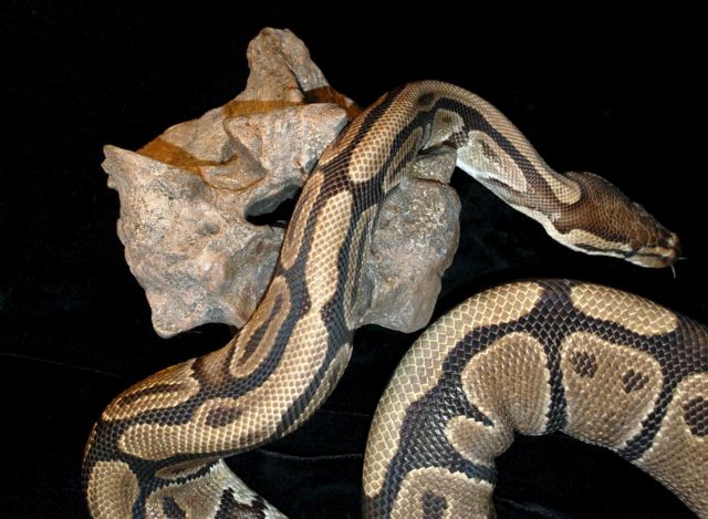 Αστυνομικοί κάνουν έφοδο σε καναδικό μοτέλ για να βρουν 40 πύθωνες