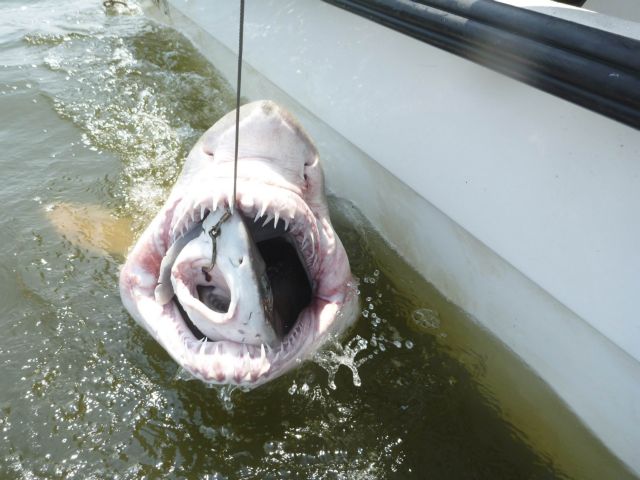 Ο μεγάλος καρχαρίας τρώει το μικρό που έφαγε το δόλωμα
