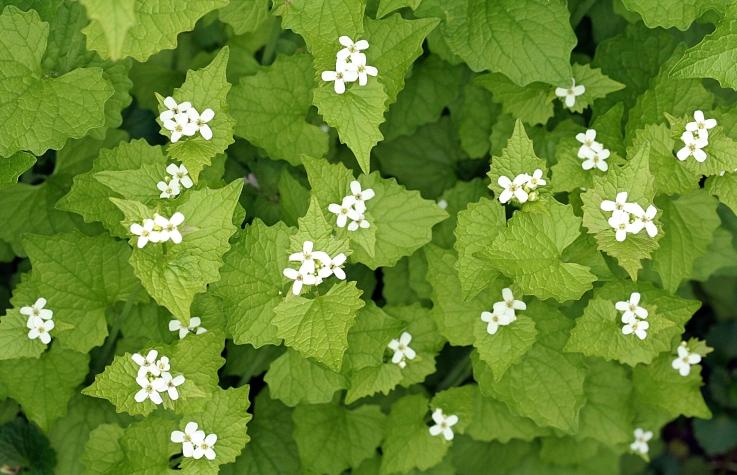 Οι σεφ της νεολιθικής Ευρώπης τα προτιμούσαν πικάντικα