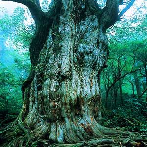 Το «αιώνιο» δάσος της Γιακουσίμα