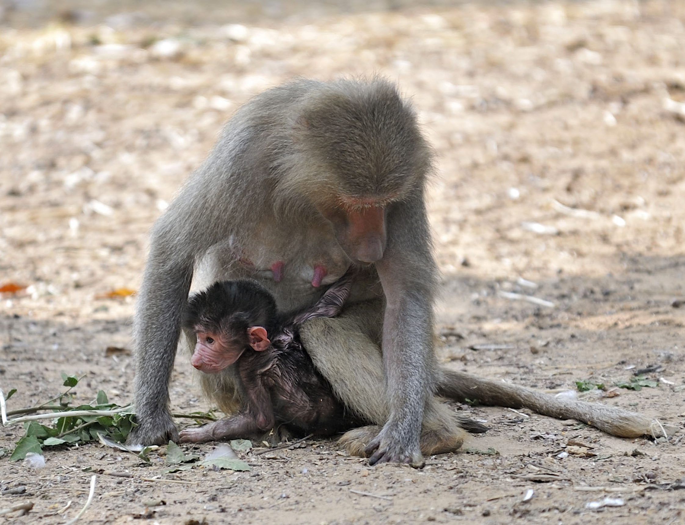 Όταν οι μπαμπουίνοι μπαίνουν ακάλεστοι σε σπίτι, δεν αστειεύονται