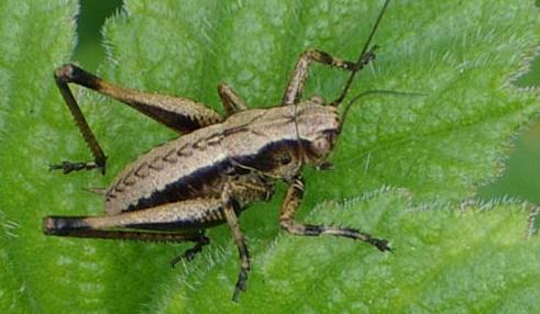 Μαζέψτε τους 1.000 γρύλους σας, η εντολή των Αρχών σε έναν φιλήσυχο βρετανό