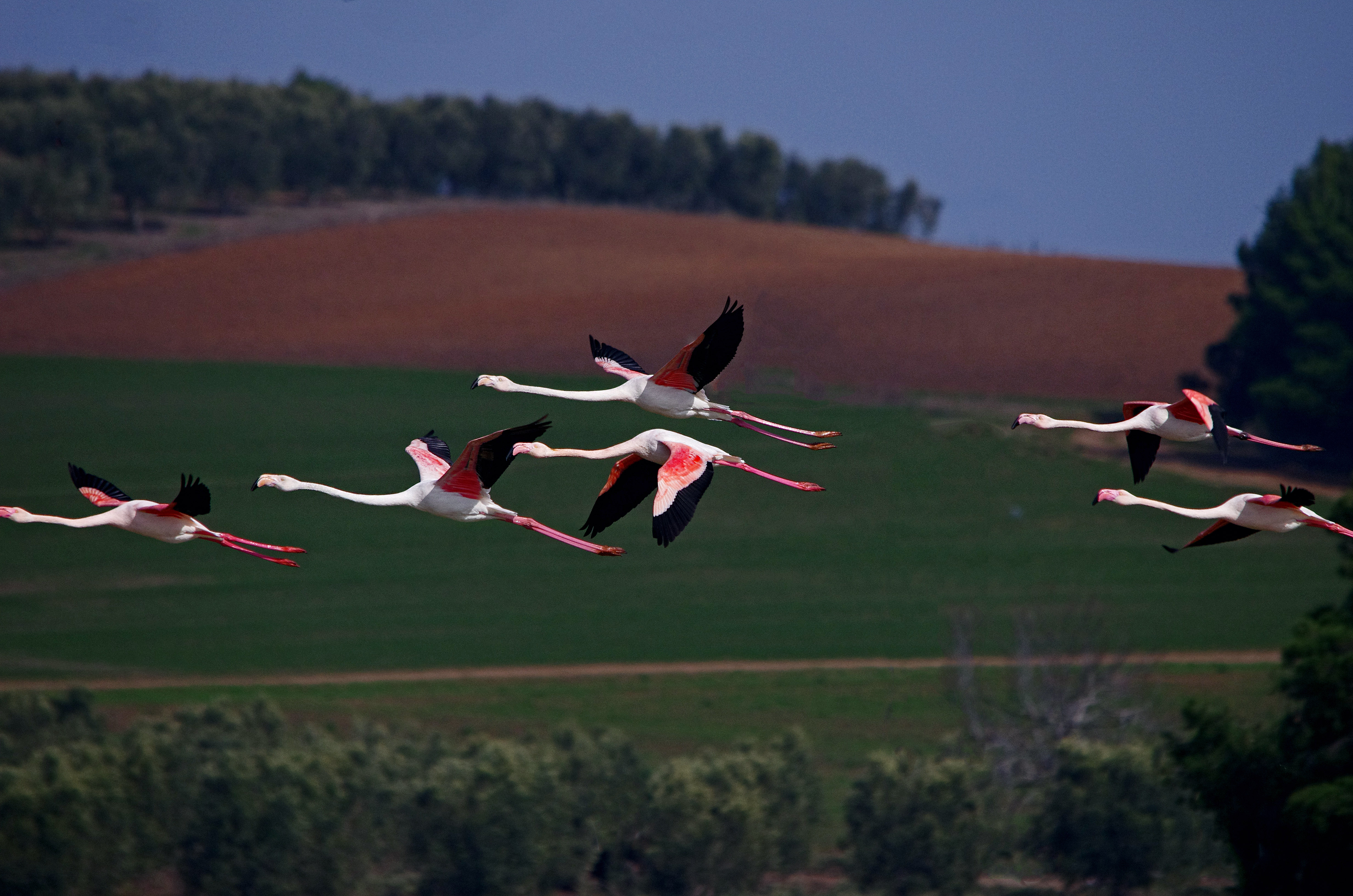 Τα φλαμίνγκο προσγειώθηκαν στους υγρότοπους της Νέας Φώκαιας