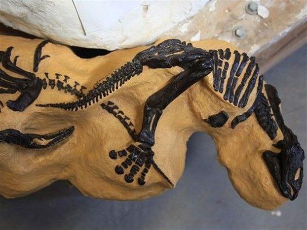 «Χρυσή» η απολιθωμένη μάχη δεινοσαύρων