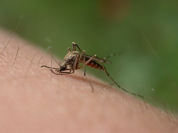 Eντομο-απωθητικό κάνει τον άνθρωπο «αόρατο» στα κουνούπια