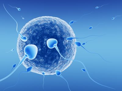 Αποσαφηνίστηκε ο ρόλος χημικής ουσίας στην εμφύτευση του εμβρύου στη μήτρα