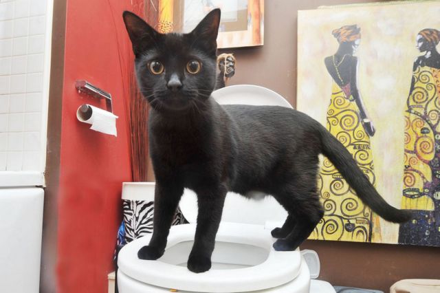 Bρετανός εκπαιδεύει τη γάτα του να χρησιμοποιεί την τουαλέτα
