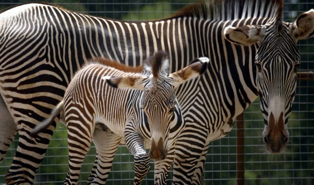 Απαγορεύονται τα animal print ρούχα σε επισκέπτες λονδρέζικου ζωολογικού κήπου