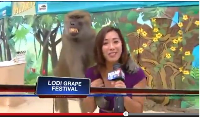 Μπαμπουίνος γίνεται πολύ «φιλικός» με δημοσιογράφο