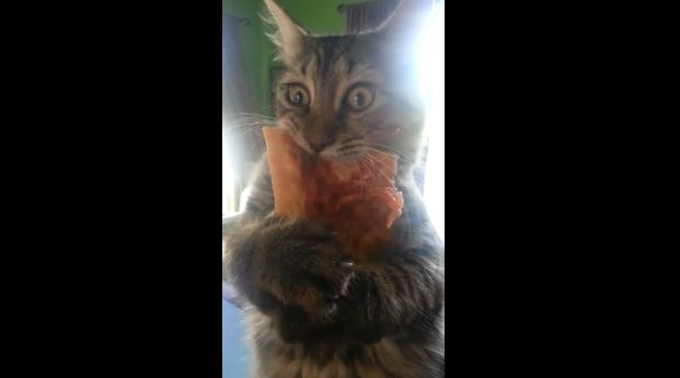 Γατάκι πιάστηκε να κλέβει πίτσα (αλλά αρνείται να την αφήσει)