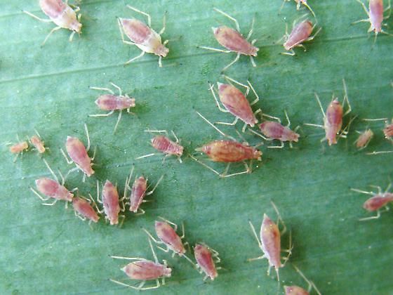 Για ασφαλές σεξ, η μελίγκρα συμβουλεύεται το δελτίο καιρού