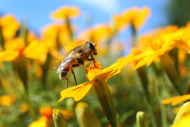 Τα καυσαέρια «εμποδίζουν τις μέλισσες να μυρίσουν τα λουλούδια»
