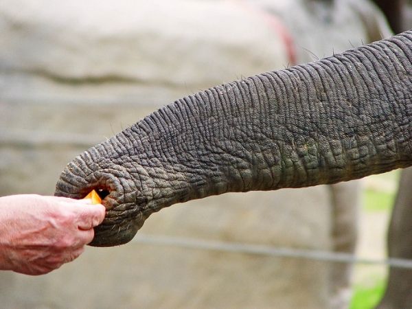 Οι ελέφαντες καταλαβαίνουν όταν δείχνεις με το δάχτυλο