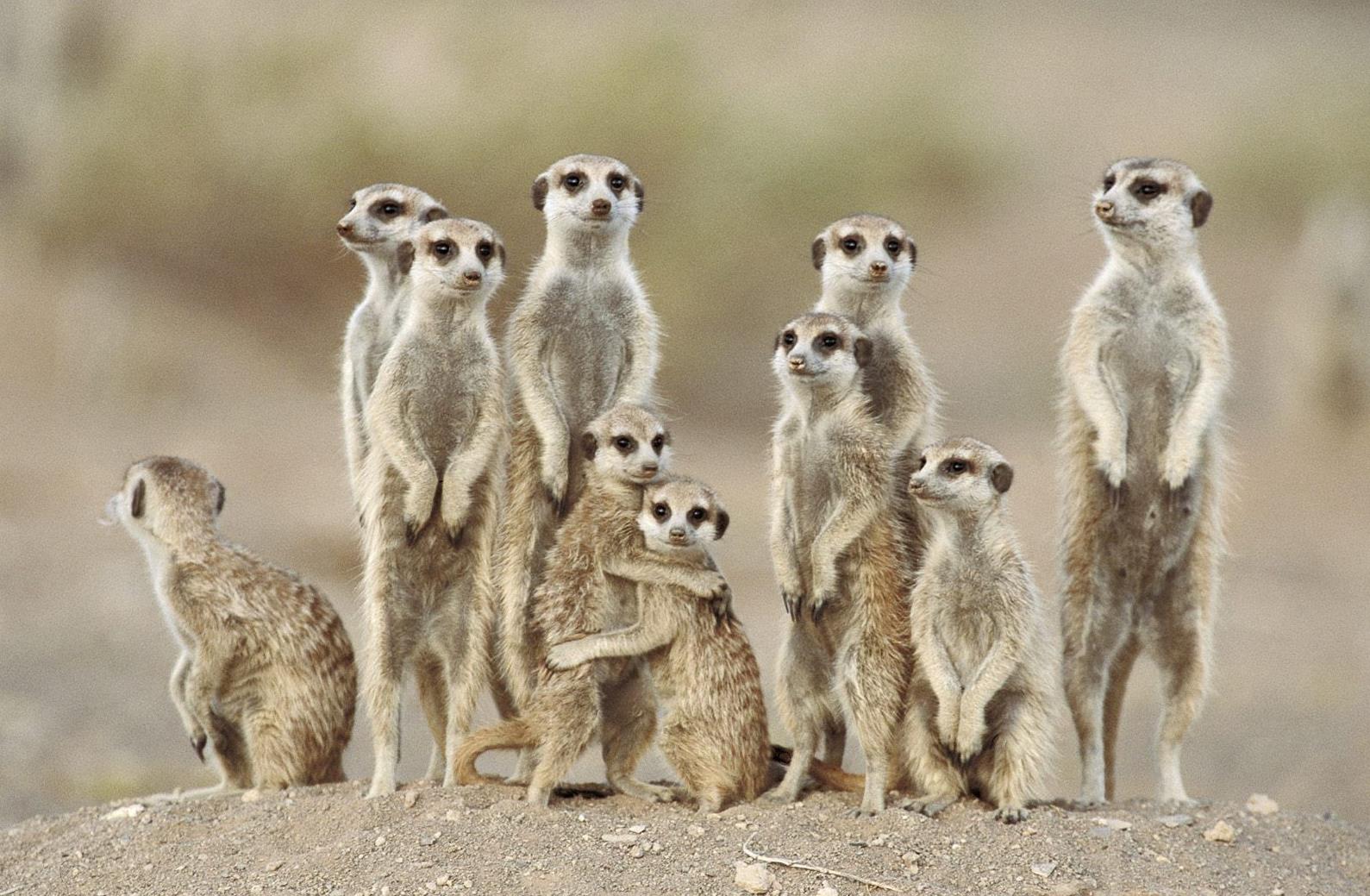 Oι σουρικάτες είναι αμείλικτες με τις νταντάδες των παιδιών τους
