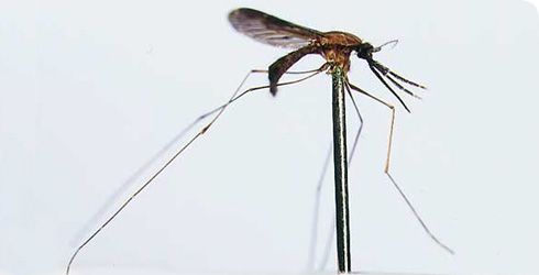 Κρούσμα ελονοσίας στις Φέρες Έβρου