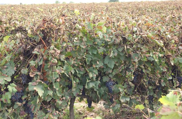 Πάνω από 60.000 οι αιτήσεις προς τον ΕΛΓΑ για εκτιμήσεις ζημιών στο εννεάμηνο