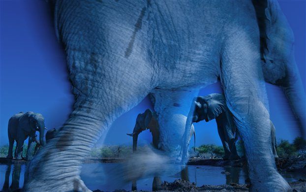 Ελέφαντες στο λυκόφως κερδίζουν διαγωνισμό φωτογραφίας