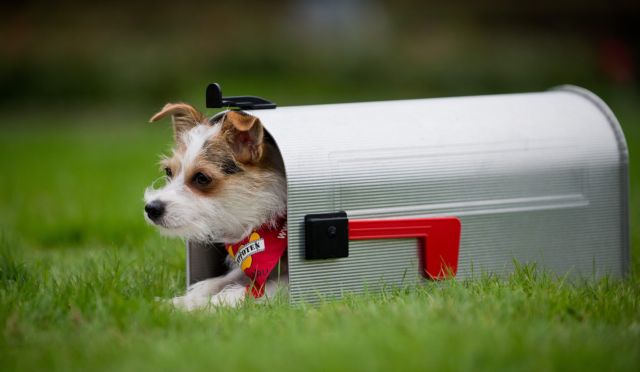 Δεν είναι «χαράτσι» ο φόρος για σκύλο αποφαίνεται το Ανώτατο Δικαστήριο της Ολλανδίας