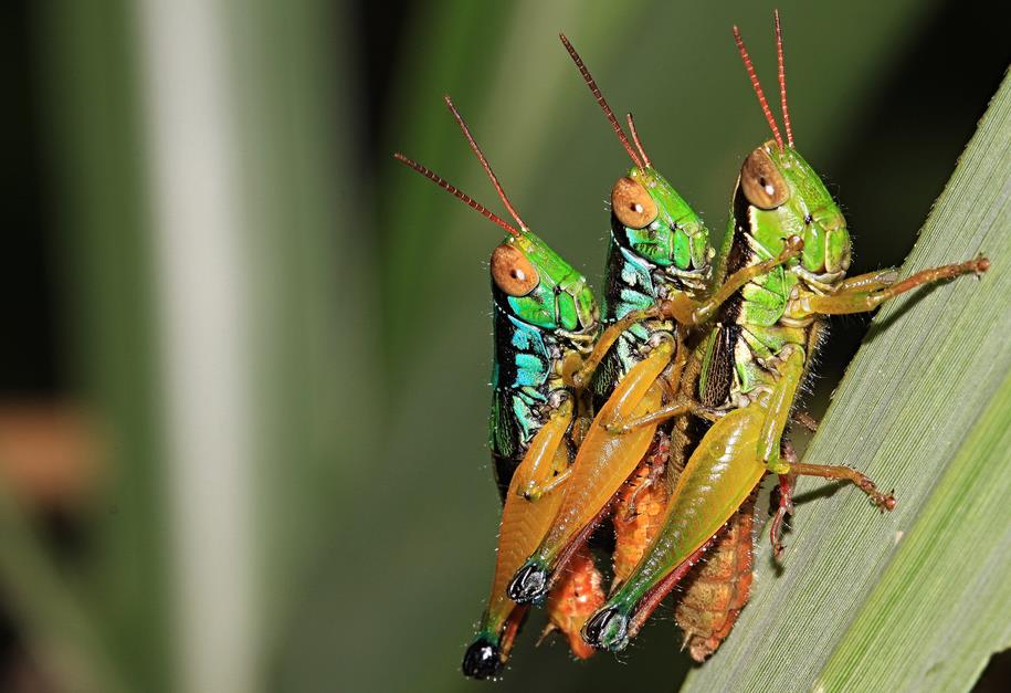 Τα έντομα «δεν είναι γκέι, απλώς μπερδεύονται»