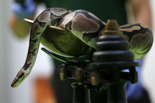 Έντρομη νοικοκυρά βρήκε πύθωνα μέσα στο φούρνο της