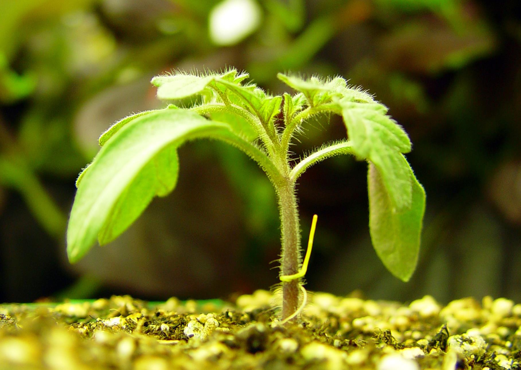Πώς τα νεογέννητα φυτά στρέφονται προς το φως