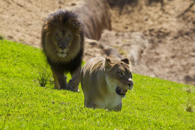 Αρσενικό λιοντάρι σκοτώνει θηλυκό σε ζωολογικό κήπο του Ντάλας