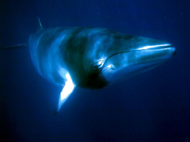 Γενετική ανάλυση αποκαλύπτει πώς οι φάλαινες επέστρεψαν στο νερό