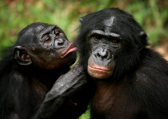 Έλλειψη χώρου απειλεί τον «ξεχασμένο» συγγενή μας μπονόμπο