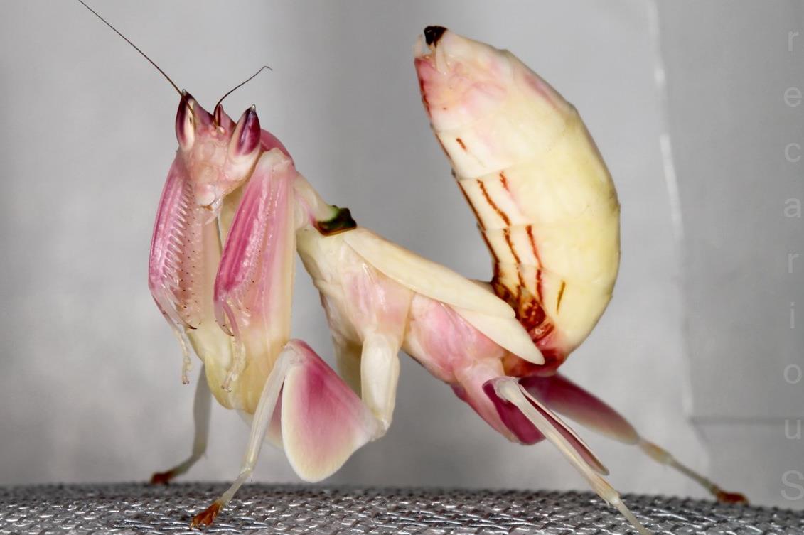 Εξωτικό αλογάκι της Παναγίας αποδεικνύεται καλό μπουμπούκι