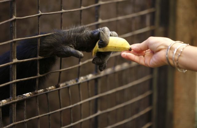 Αναγνώριση των χιμπατζήδων ως νομικών προσώπων ζητά οργάνωση στις ΗΠΑ
