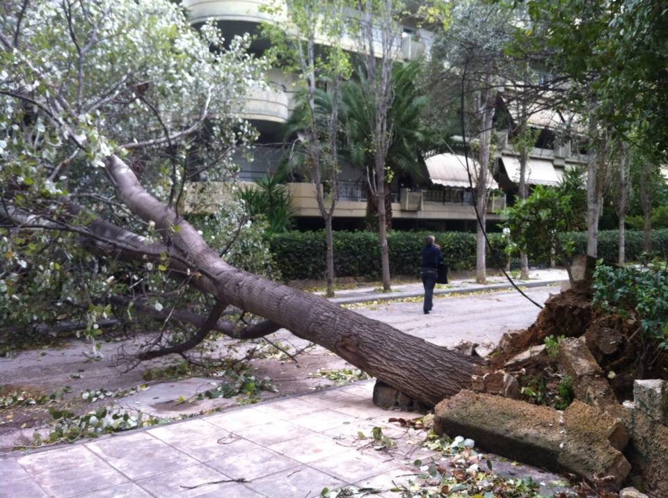 Φωτορεπορτάζ: Πεσμένα δέντρα στην Αττική λόγω των ισχυρών ανέμων