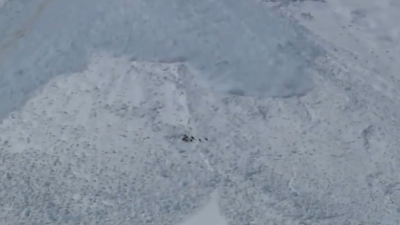 Θαρραλέα αγριοκάτσικα γλιτώνουν στο τσακ από χιονοστιβάδα