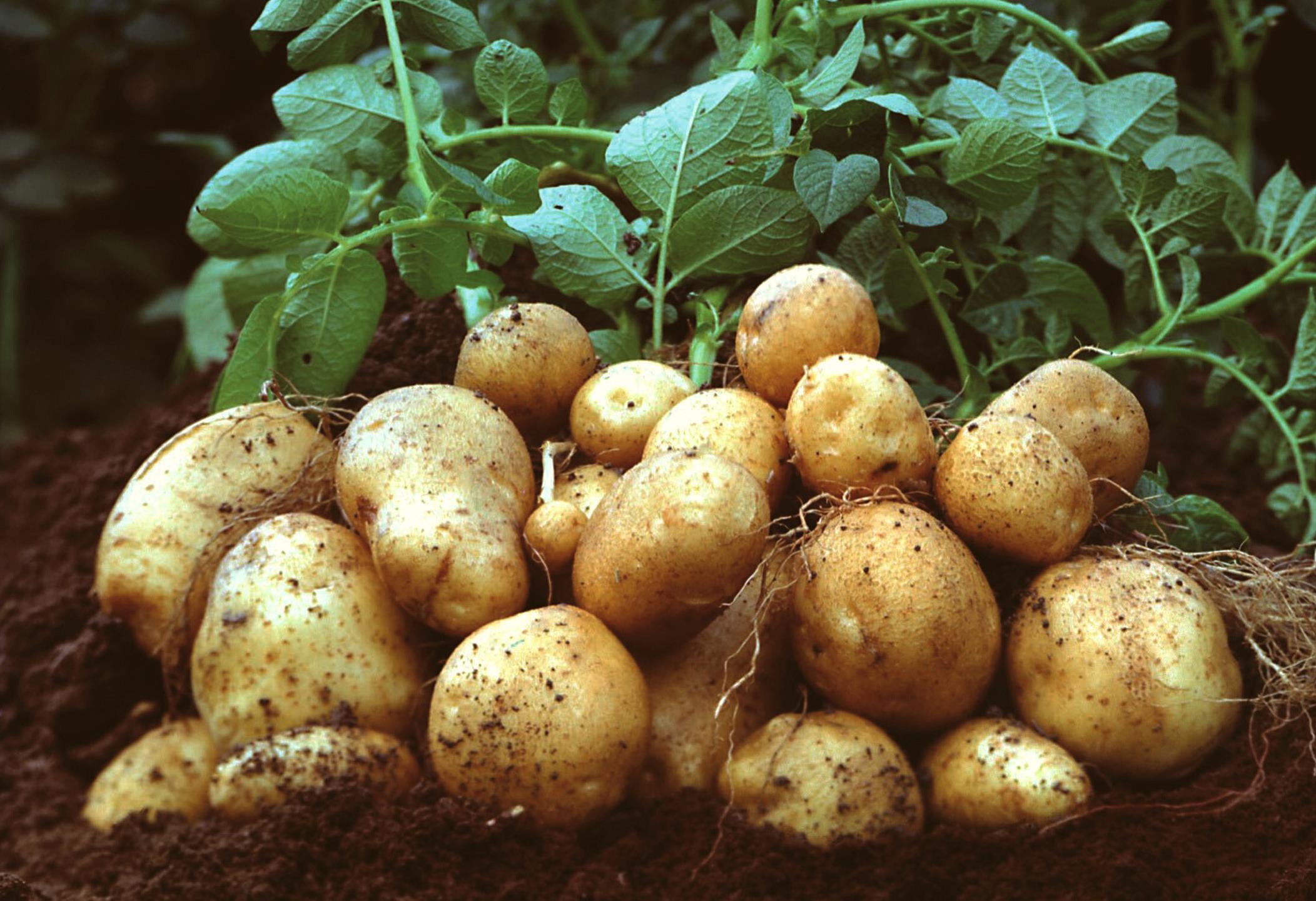 Δικαστικό μπλόκο στη γενετικά τροποποιημένη πατάτα της BASF