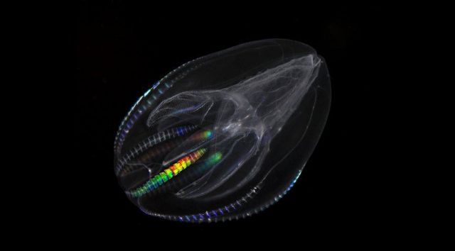 Γενετική μελέτη φέρνει ανατροπές στο εξελικτικό δέντρο των ζώων