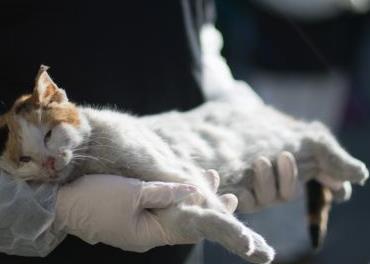 Όταν μια γάτα κυνηγά με πάθος τη σκιά της