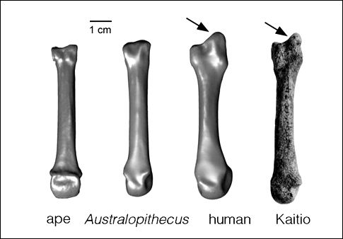 Πότε ο άνθρωπος άρχισε να παίζει τα εργαλεία στα δάχτυλα