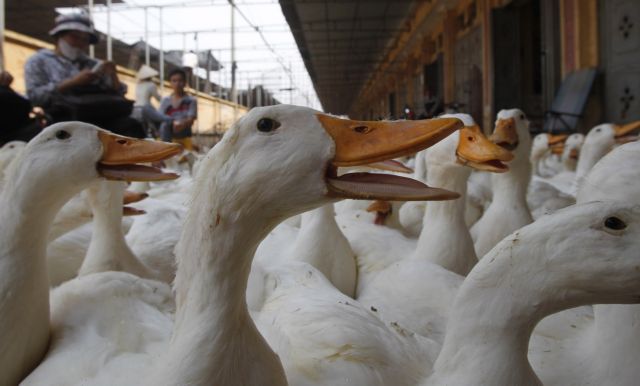Τρίτη μορφή γρίπης των πτηνών που μεταπηδά φέτος στον άνθρωπο