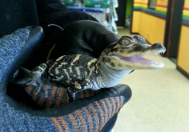 Άνδρας προσπάθησε να πουλήσει έναν αλιγάτορα για μία 12άδα μπύρες