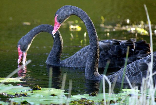 Κύκνοι παραδίδουν μαθήματα… σερφ σε παραλία της Αυστραλίας