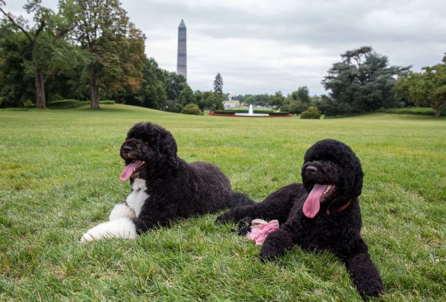 Οι σκύλοι του Ομπάμα περίμεναν 120 ημέρες για να ταξιδέψουν στη Χαβάη