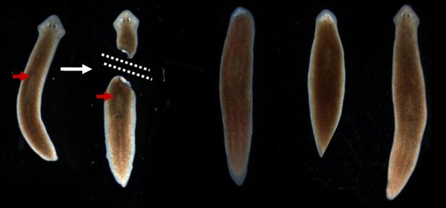 Το σκουλήκι που αποκεφαλίζεται αλλά τα θυμάται όλα
