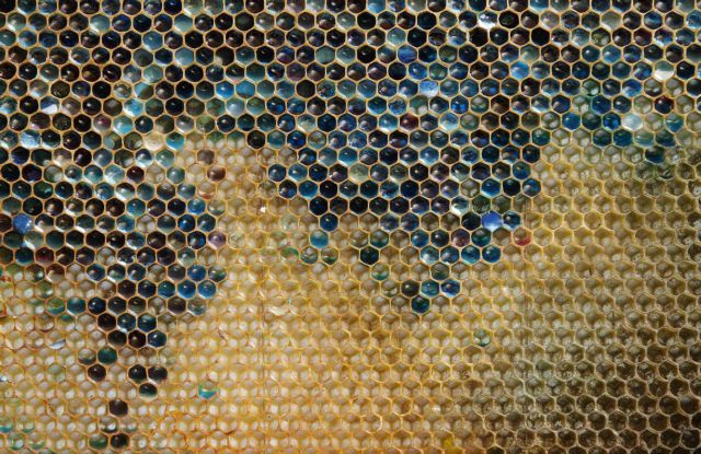 Έλλειψη μελισσών «απειλεί τις ευρωπαϊκές καλλιέργειες»