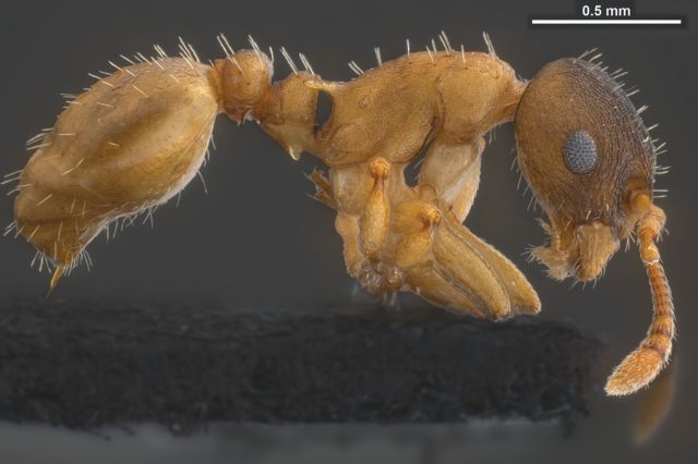 Νέο είδος μυρμηγκιού λεηλατεί και υποδουλώνει τα θύματά του